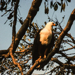 Schreiseeadler   (Haliaeetus vocifer)